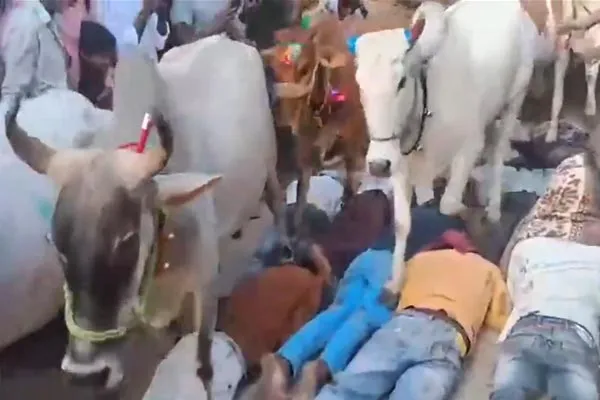  A strange ritual of letting cows walk on people in madhya pradesh