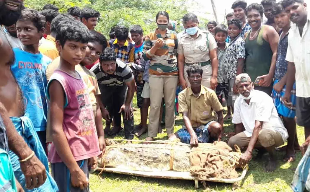 Crocodile farm should be set up as due to crocodiles continuously coming