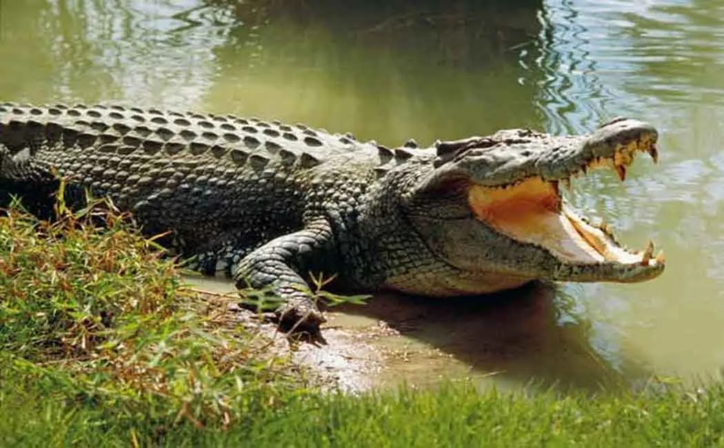The crocodile that clashed with the old man in the mouth 