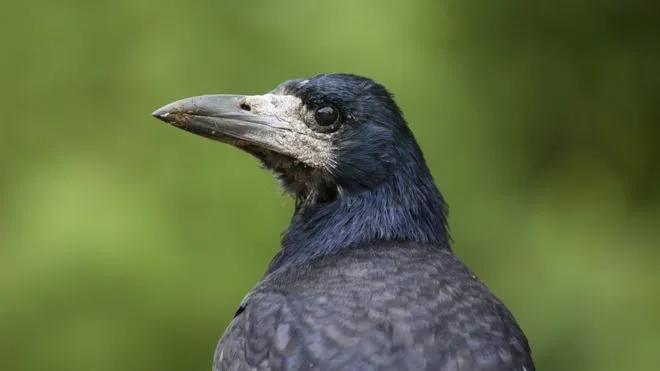 crow