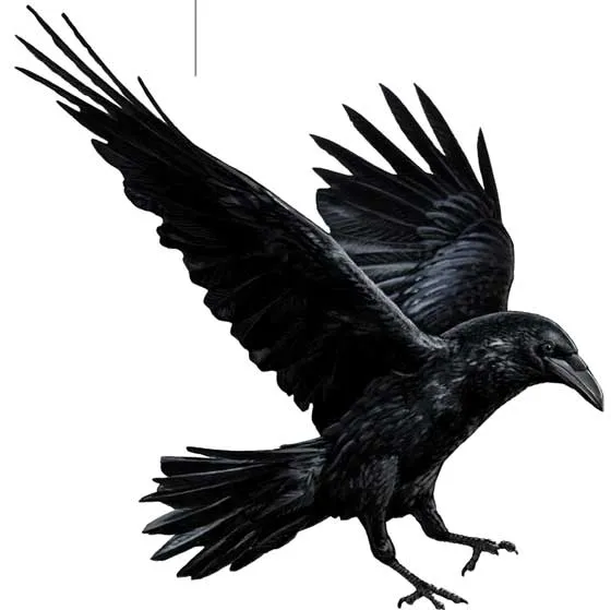 crow
