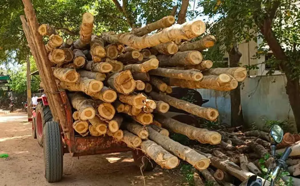Transporting of trees without permission in Vriddhachalam area! A fine of Rs 15,000!