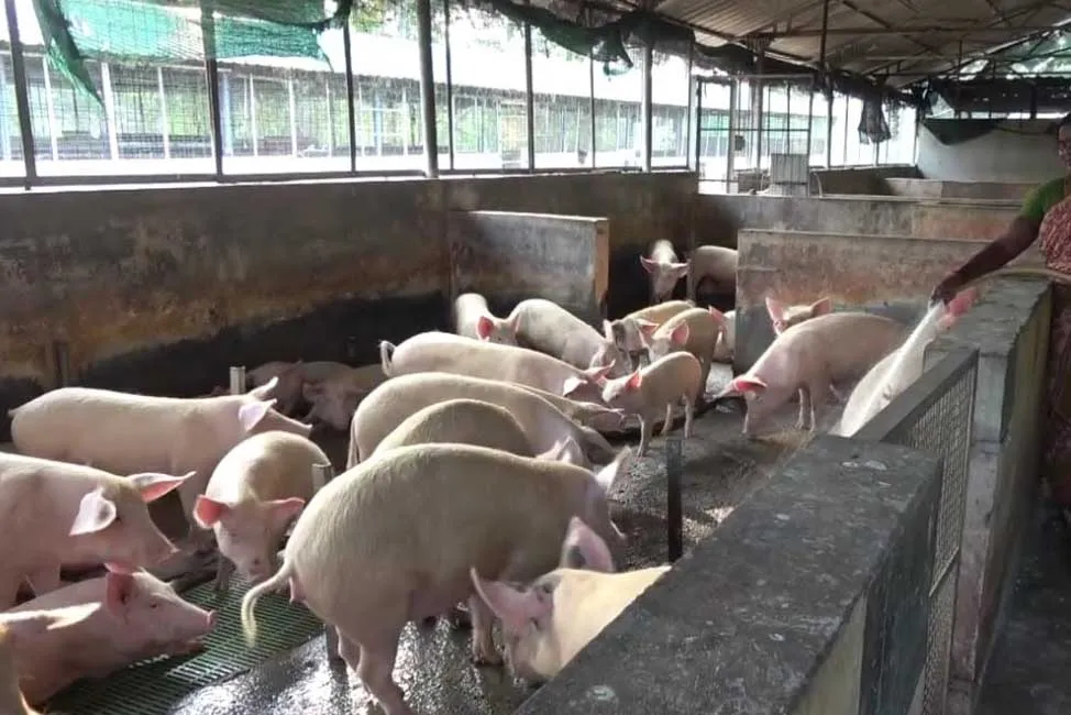   A engineering student who works in the pigs Growth