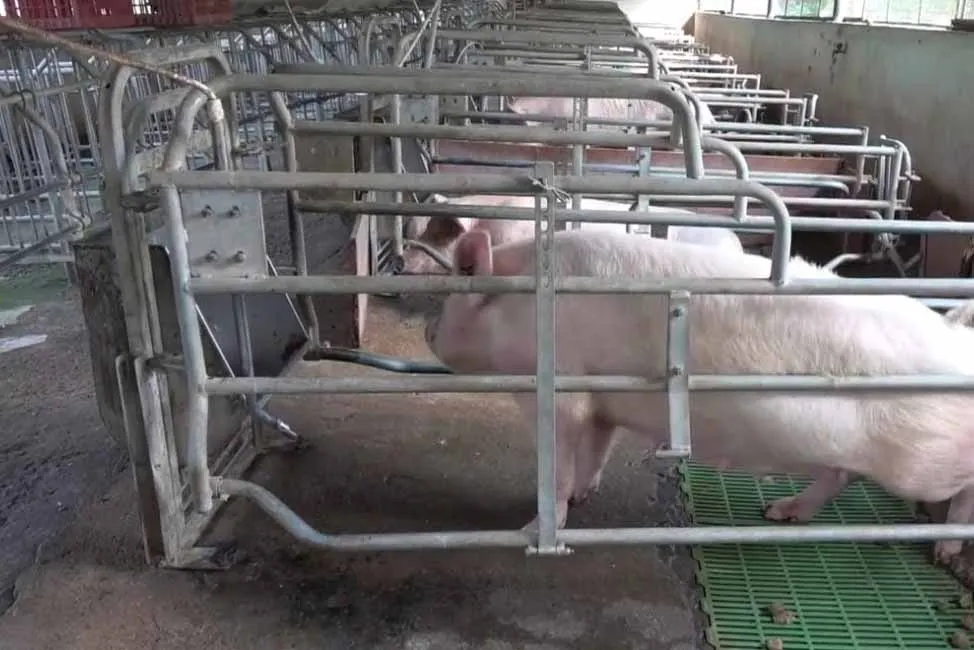   A engineering student who works in the pigs Growth