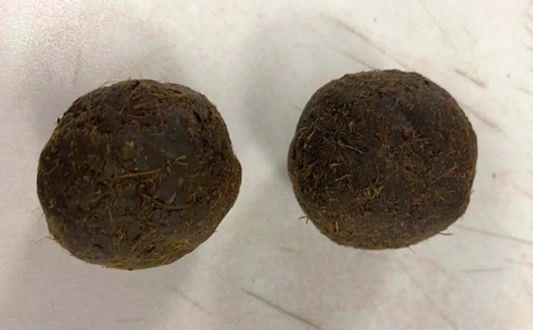 cow dung 