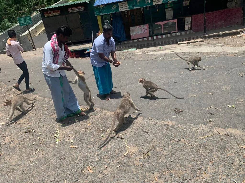  Darwin philosophy - Monkeys hungry 