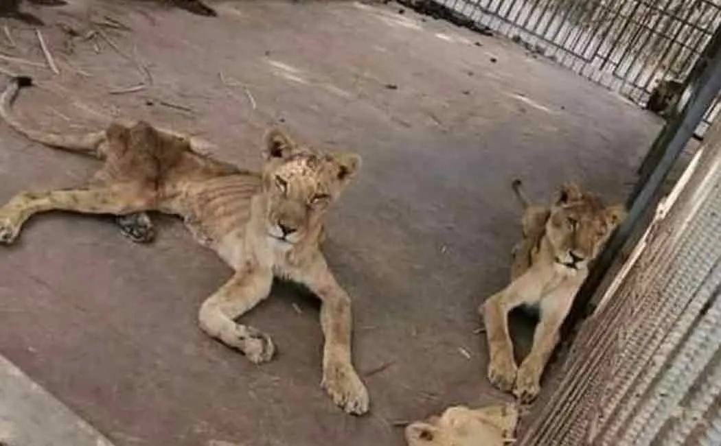 malnutritious lion passed away in sudan