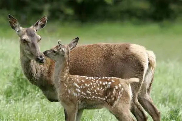 People caught by police in deer case...