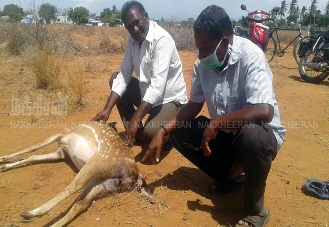 nellai district Hunting dogs bite pregnant deer