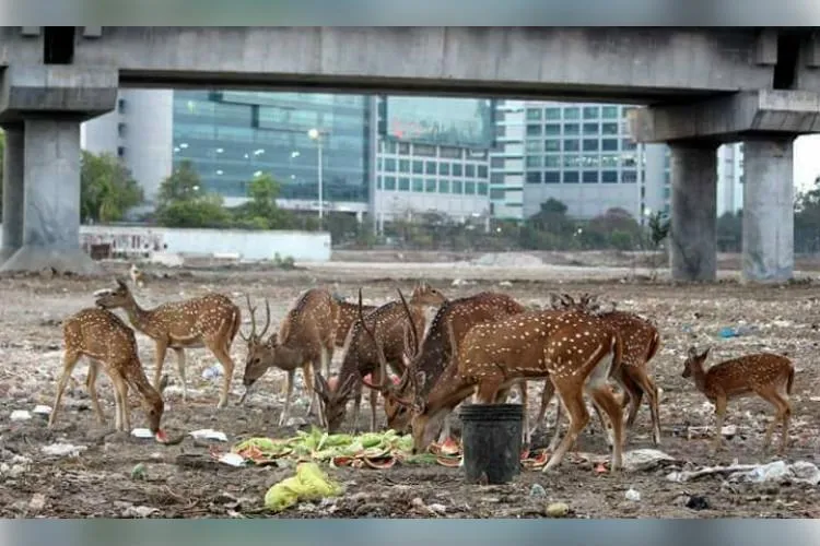  case to Prohibition on transfer the deer - permission to Forest Department!