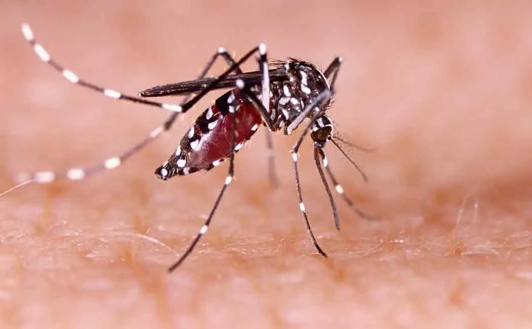 dengue