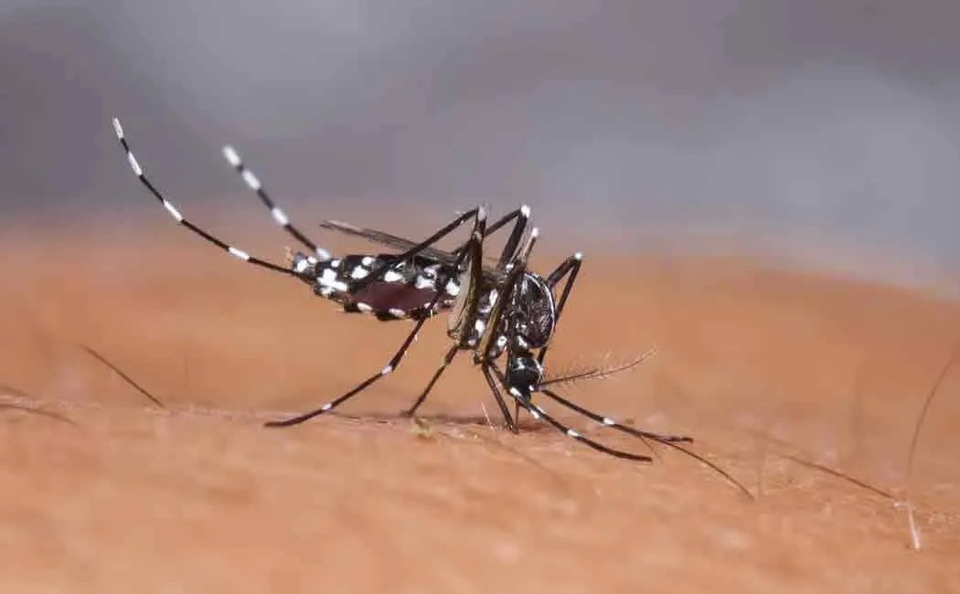 Dengue prevention measures; Appointment of Special Officers