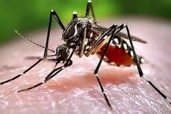 What are the symptoms of dengue fever?