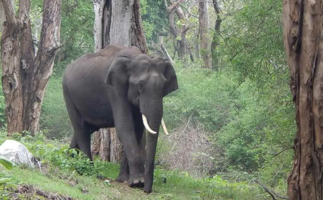 elephant passed away by got electrocuted in erode