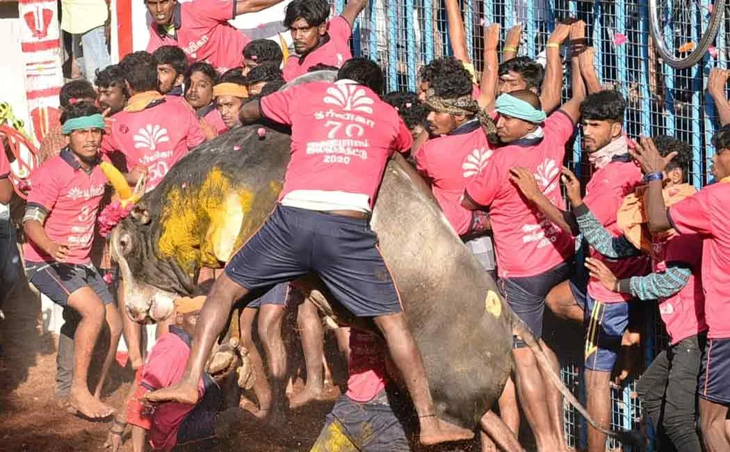 fraudsters in jallikattu bull token issue
