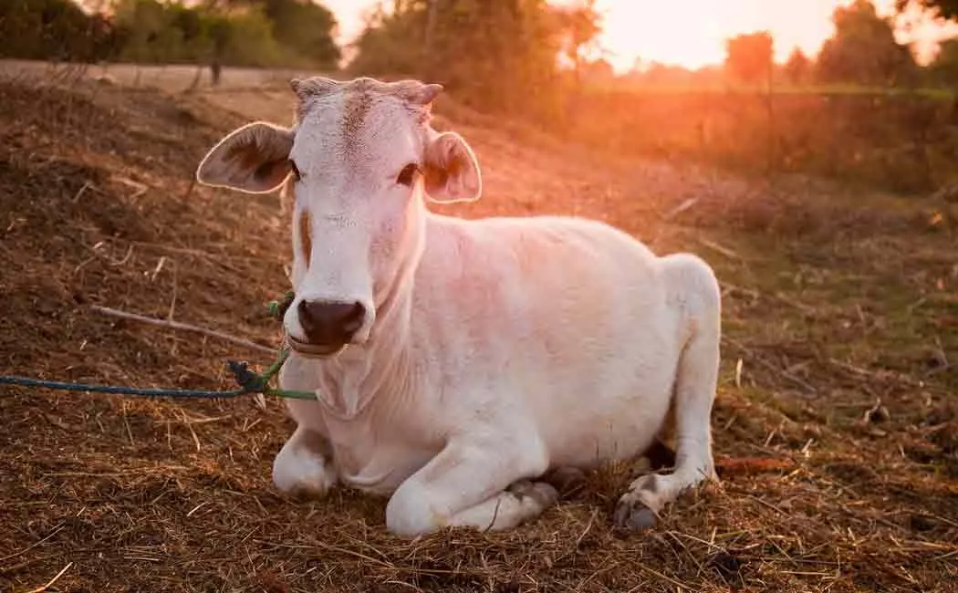 new cow safety bill in karnataka