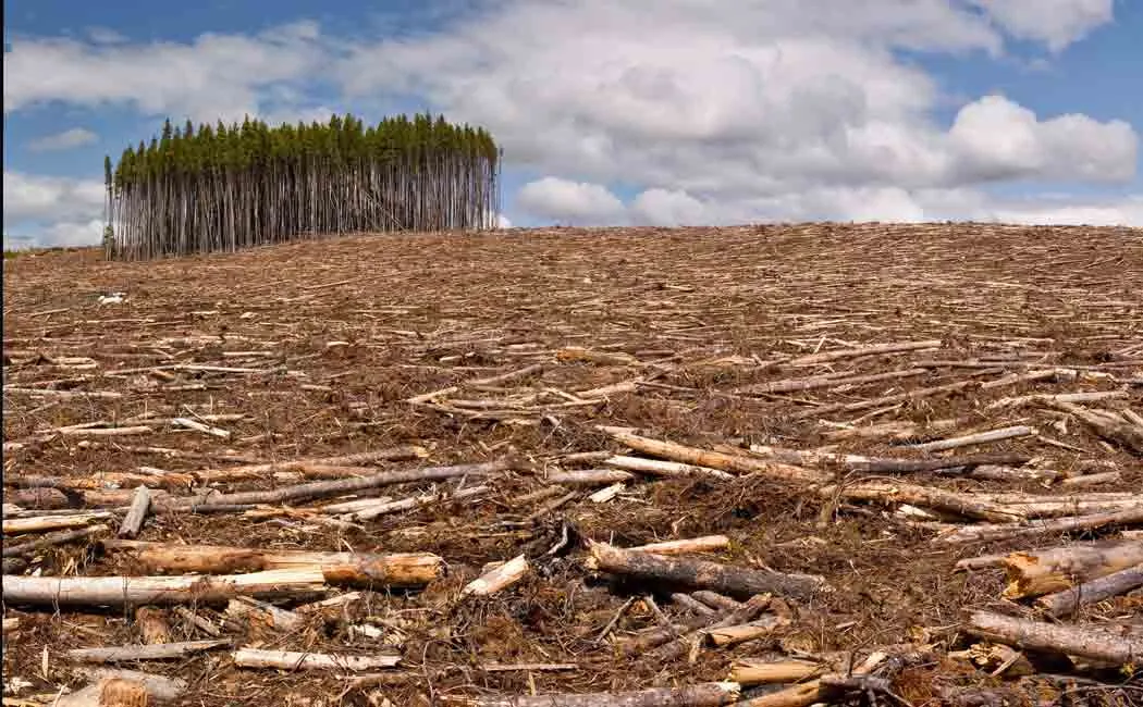 deforestation effect on corona and locust