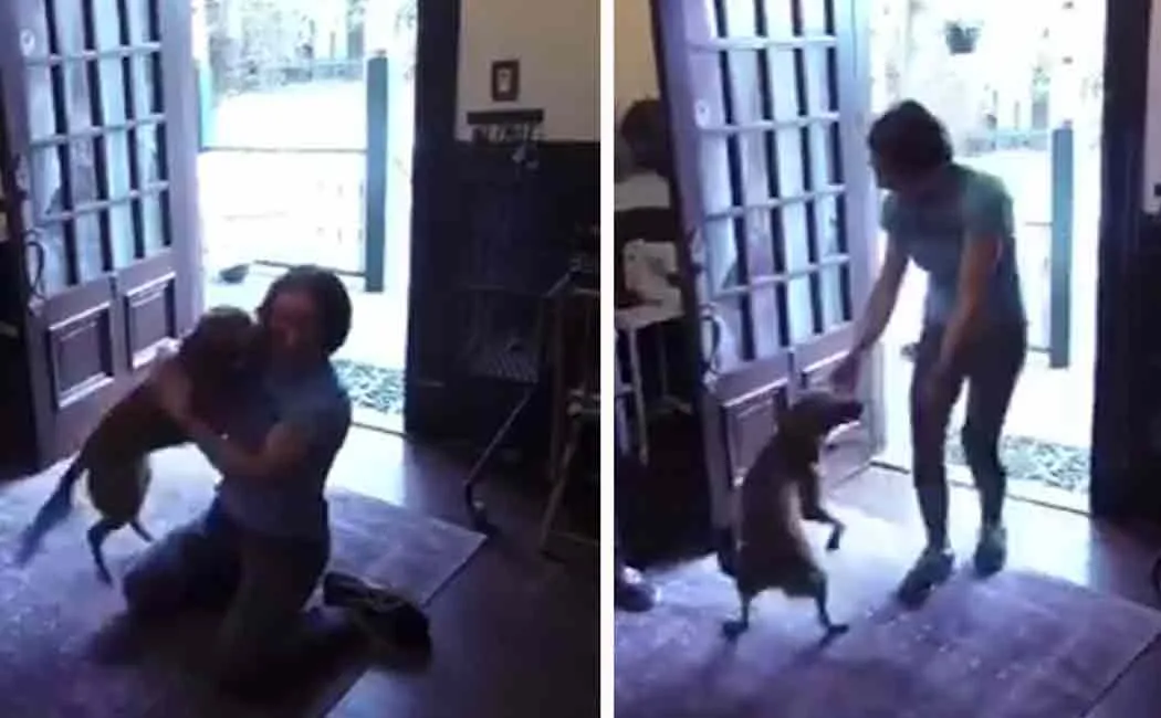 stronaut Christina Koch reunited with her dog
