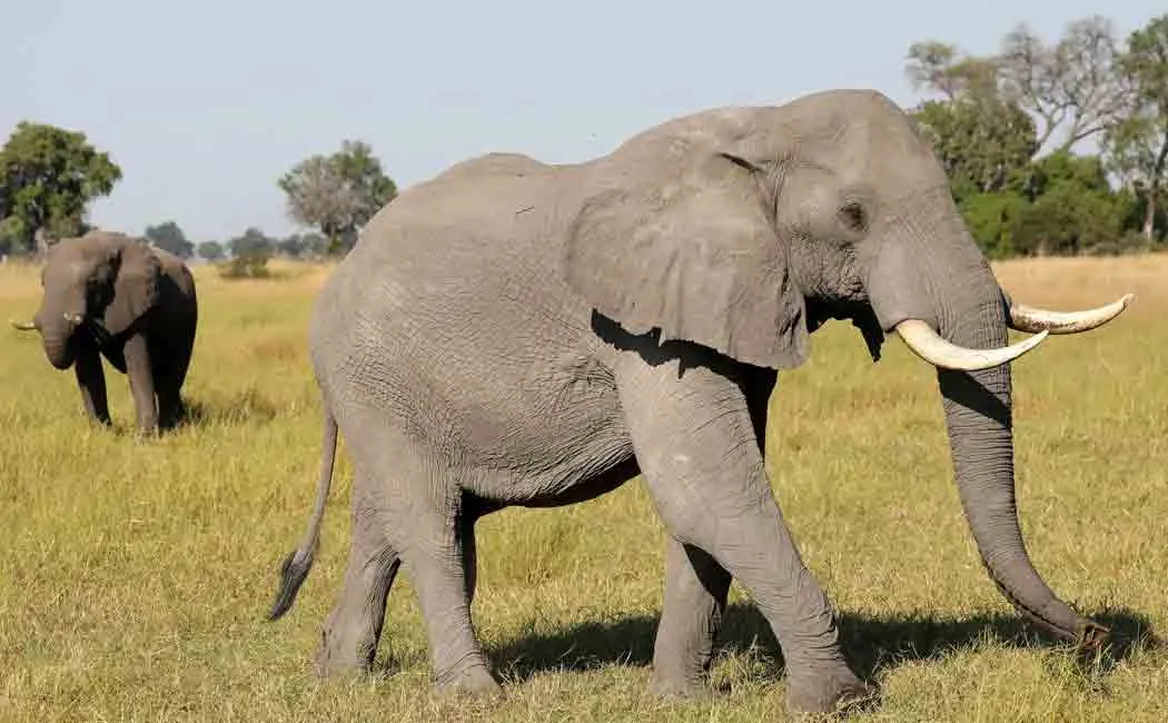 botswana elephant death issue