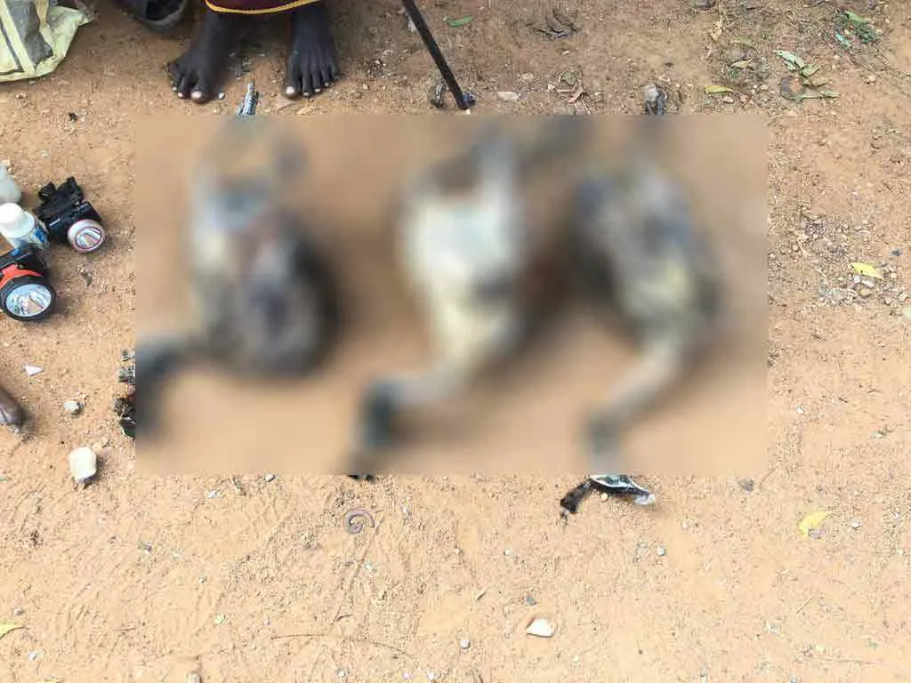 Peacocks Hunting ... 3 Arrested 