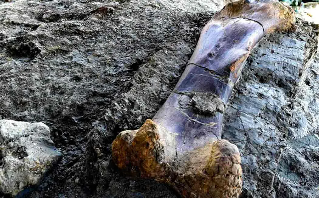 140 million year old dinosaur bone found in france