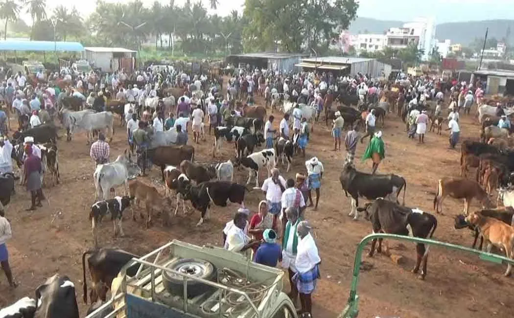 Up to Rs 5 crore trade in cattle market - Farmers happy 