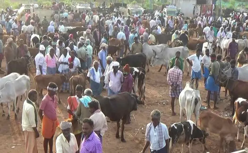Up to Rs 5 crore trade in cattle market - Farmers happy 