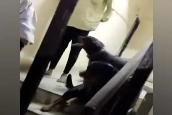 The dogs that bit the girl were transferred