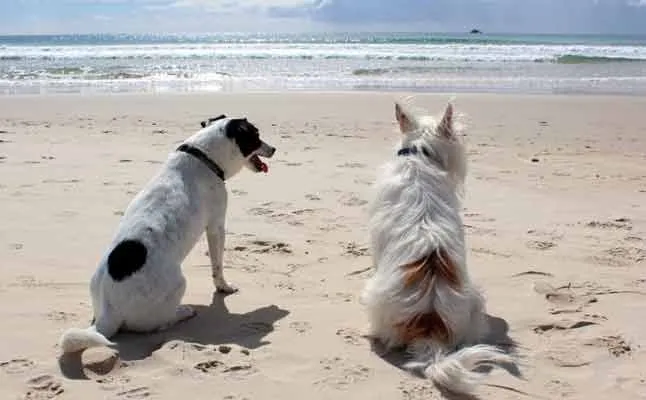 dogs marriage