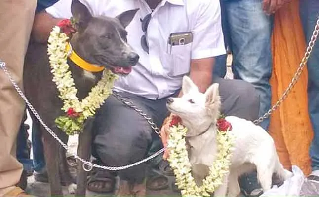 dog marriage