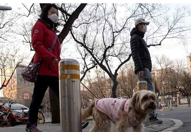 hong kong coronavirus dog incident 
