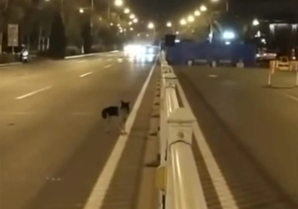 dog