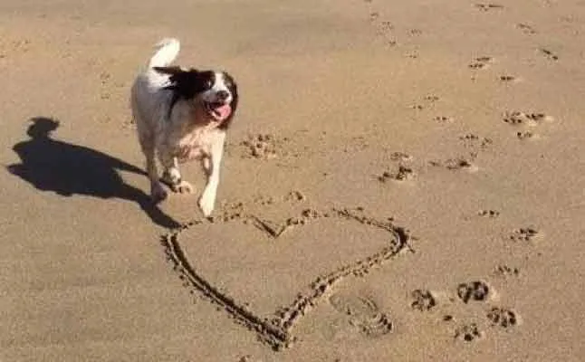dogs marriage