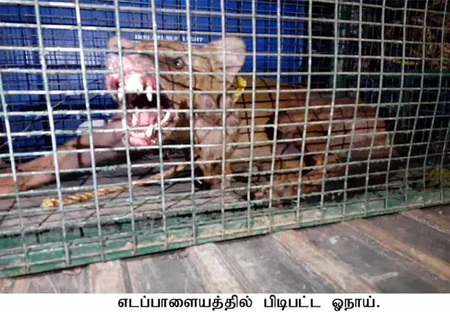 tenkasi district Wolves animals peoples forest officers 