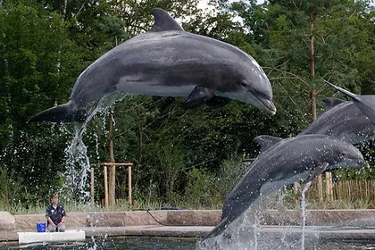 dolphin