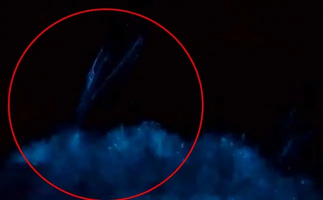 dolphin