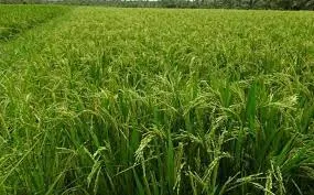3 crores agricultural loans salem district govt urban bank 