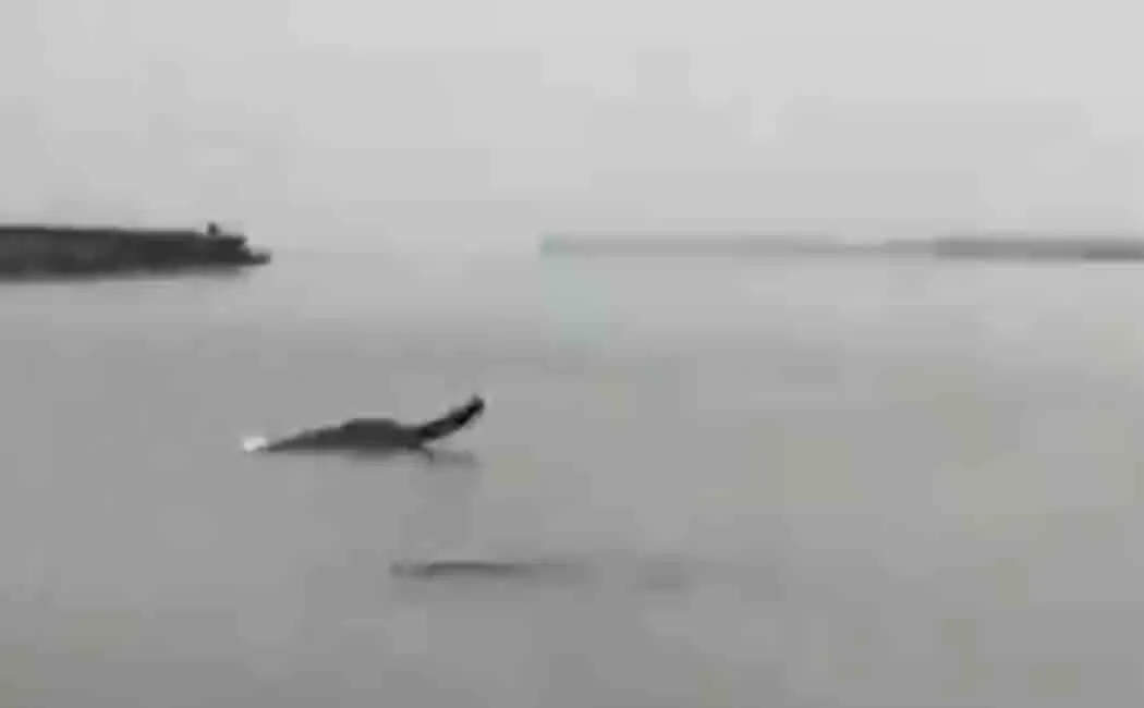 dolphin in ganges river playing