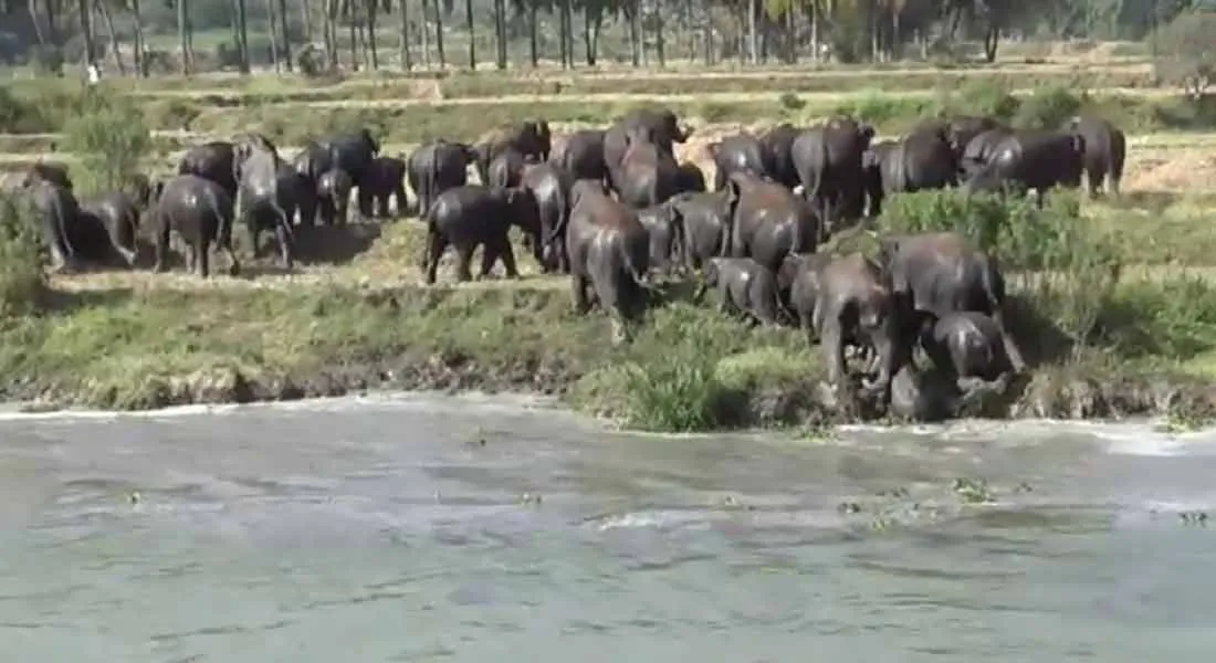  Elephants that center the Sulagiri forest; Farmers are concerned!