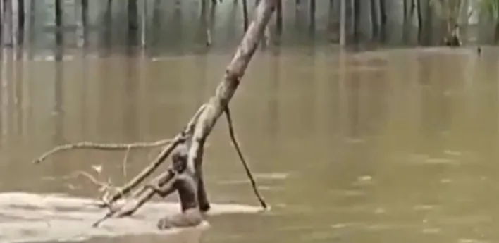 flood 