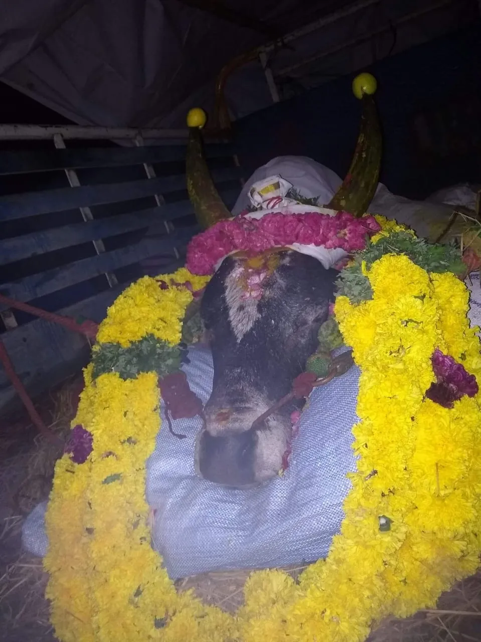 jallikattu