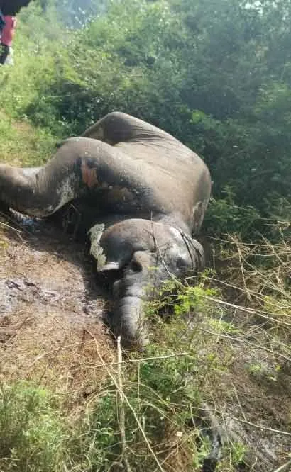 Two persons arrest for elephant Ivory smugling 