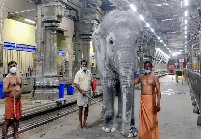 White elephant ride at Subramania Swamy Temple in Thiruchendur!