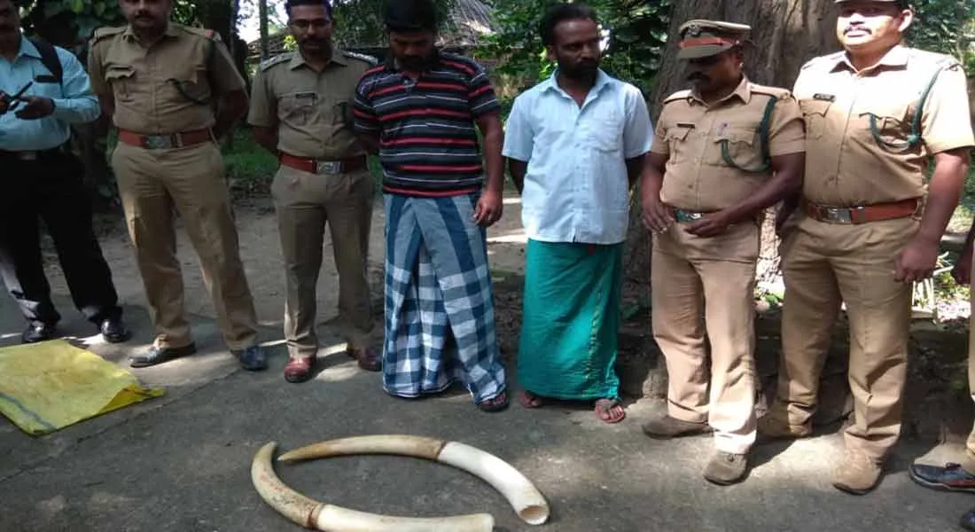 Two persons arrest for elephant Ivory smugling 