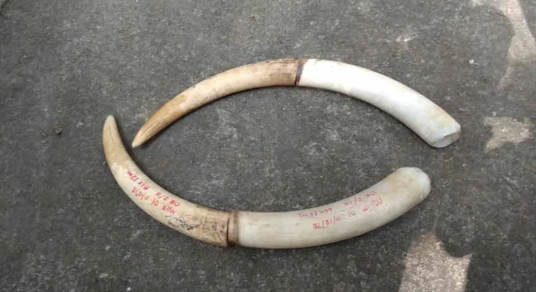 Two persons arrest for elephant Ivory smugling 