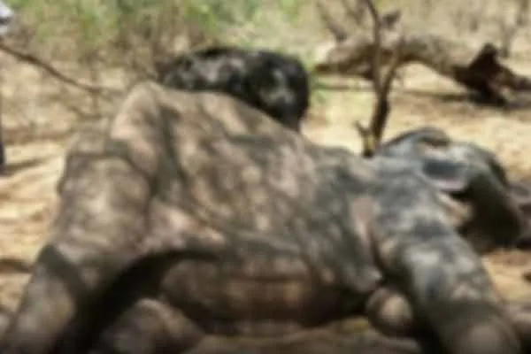 Female elephant ill health Poor kid