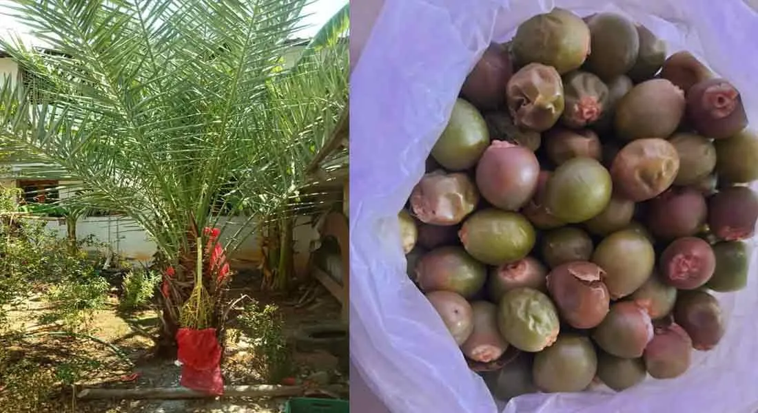  Post man doing natural farming ...