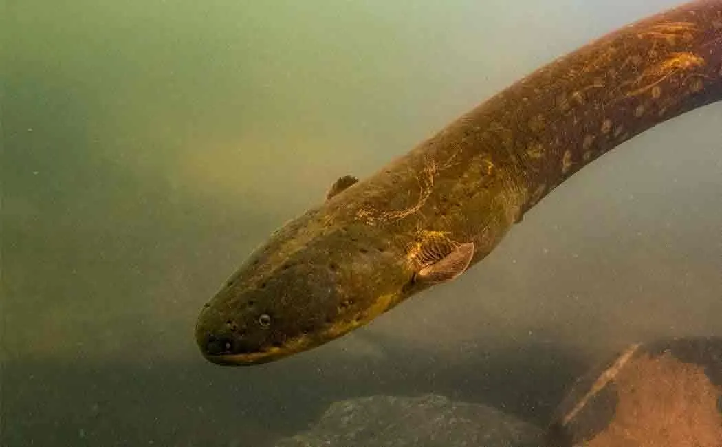 Loch Ness monster might be a giant eel