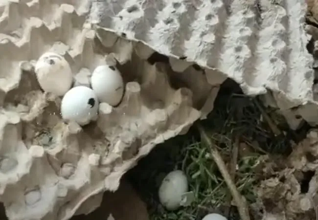 Distributed spoiled eggs to school children!