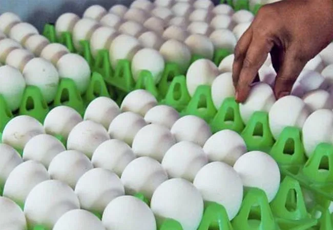 eggs